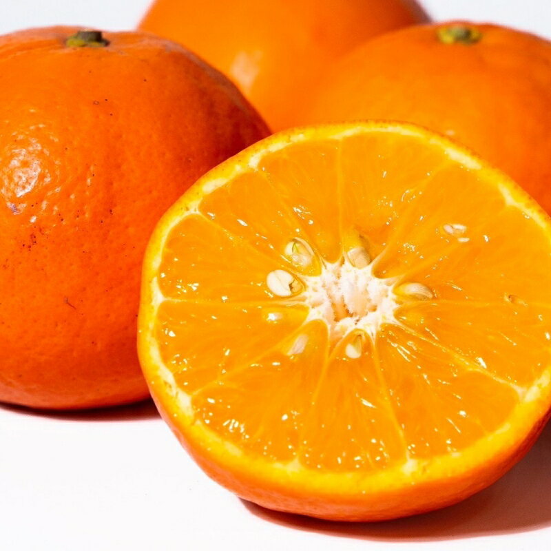 【ふるさと納税】国産 オレンジ 希少 手選別 セミノールオレンジ 【家庭用・訳あり】 約1.5kg / 約4.5kg / 約6kg / 約8kg / 約10kg 和歌山県産 サイズ混合 【北海道・沖縄・離島配送不可】【2026年2月上旬～5月中旬頃に順次発送】 サムネイル2