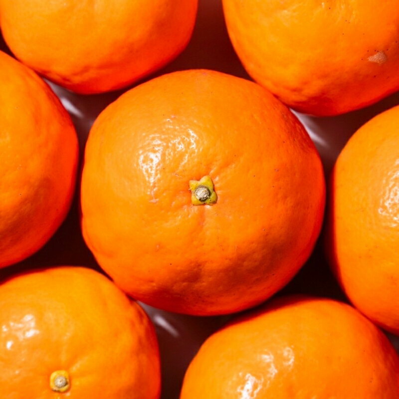 【ふるさと納税】国産 オレンジ 希少 手選別 セミノールオレンジ 【家庭用・訳あり】 約1.5kg / 約4.5kg / 約6kg / 約8kg / 約10kg 和歌山県産 サイズ混合 【北海道・沖縄・離島配送不可】【2026年2月上旬～5月中旬頃に順次発送】 サムネイル3