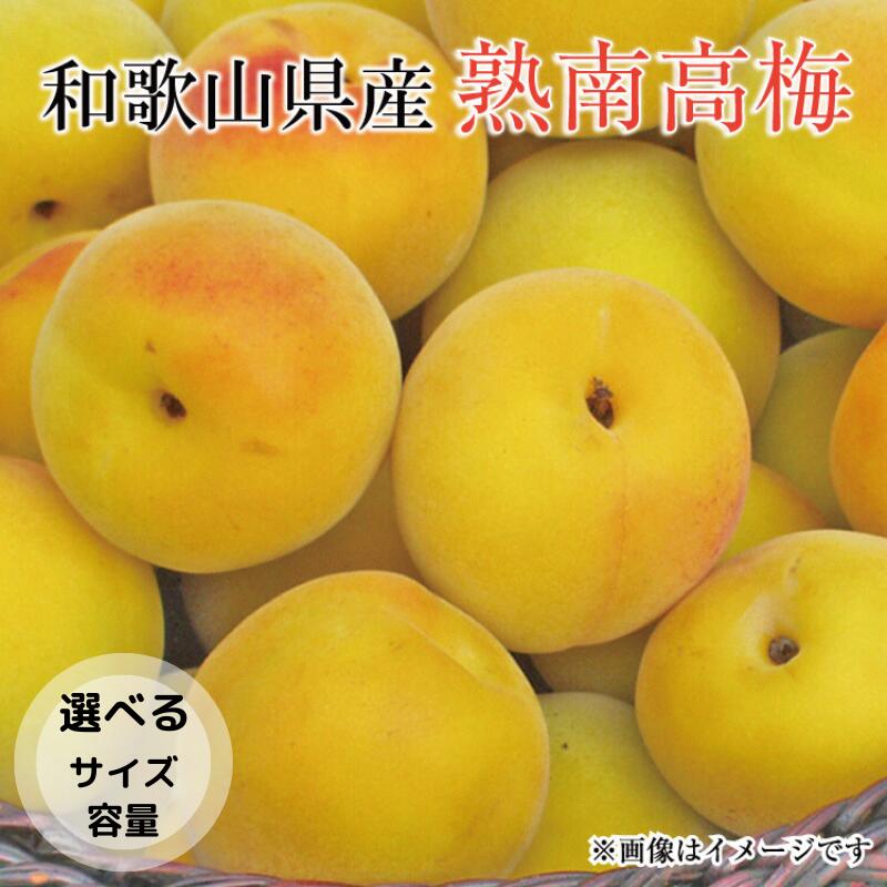 【梅干・梅酒用】【選べる容量】【選べるサイズ】熟南高梅＜2026年6月上旬～7月上旬ごろに順次発送予定＞（お届け日指定不可）/ 梅 生梅 南高梅 青梅 完熟 梅干し 和歌山県 紀州 梅酒 梅ジュース 梅シロップ