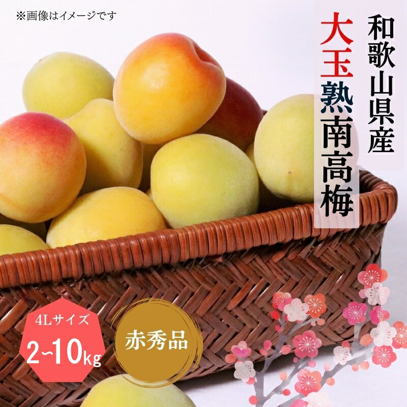 【先行予約】【梅干・梅酒用】【選べる容量】大玉4Lサイズ　熟南高梅 赤秀品＜2026年6月上旬～7月上旬ごろに順次発送予定＞（お届け日指定不可）/ 梅 生梅 南高梅 青梅 完熟 梅干し 和歌山県 紀州 梅酒 梅ジュース 梅シロップ うめ ウメ