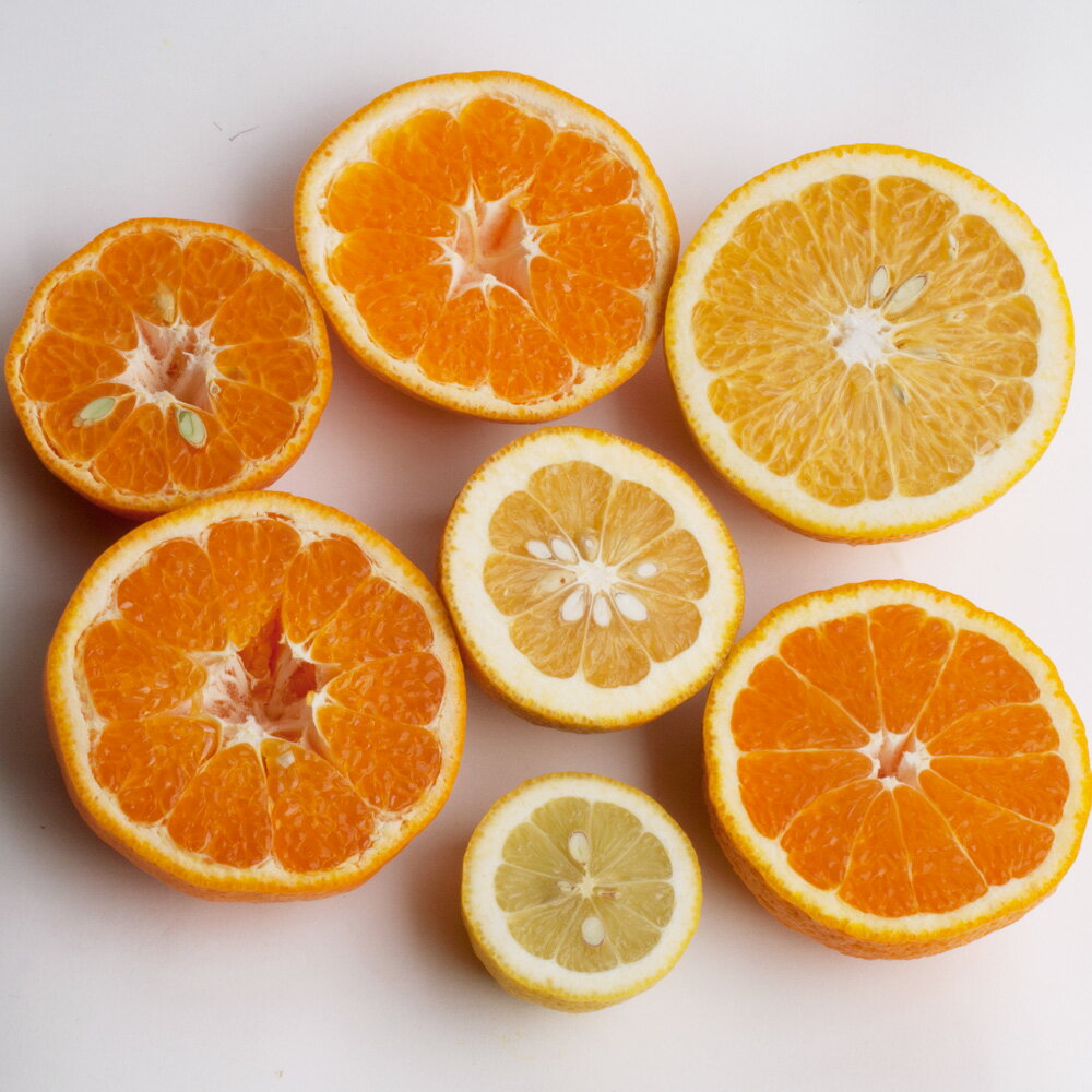 【ふるさと納税】厳選 柑橘詰合せ 1kg / 2.5kg / 5kg / 7.5kg /10kg【有田の春みかん詰め合わせ・フルーツ詰め合せ・オレンジつめあわせ】【光センサー選別】＜2026年1月〜4月下旬ごろに順次発送＞ / みかん 果物 フルーツ オレンジ ミカン 柑橘 和歌山 セット 有田みかん サムネイル2