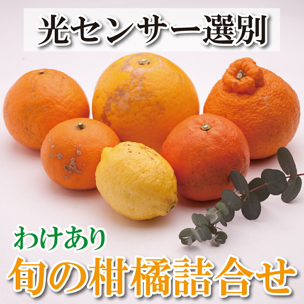 家庭用 柑橘詰合せ 1kg / 2.5kg / 5kg / 7.5kg / 10kg 【訳あり・わけあり】【有田の春みかん詰め合わせ・フルーツ詰め合せ・オレンジつめあわせ】【光センサー選別】＜2026年1月〜4月下旬ごろに順次発送＞ / みかん セット 有田みかん 柑橘 果物 フルーツ