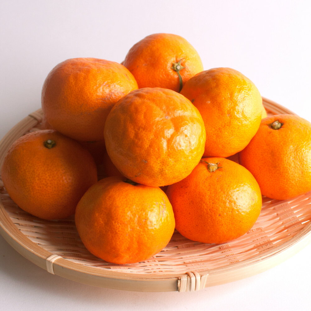 【ふるさと納税】プレミアム有田みかん 【先行予約】 【選べる容量・発送時期】 1kg 2.5kg 5kg 7.5kg 10kg 【光センサー選果】＜2025年10月より順次発送予定＞/ 和歌山 有田 みかん 柑橘 フルーツ 果実 果物 ふるーつ おれんじ オレンジ ミカン 早生みかん 完熟みかん サムネイル2