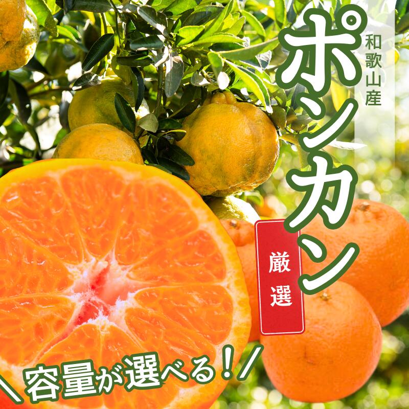 ＜1月より発送＞厳選ポンカン 1kg 2.5kg 5kg 7.5kg 10kg （傷み補償分付）＜2026年1月下旬～2月下旬に順次発送＞ ※北海道・沖縄・離島への配送不可 / みかん 果物 フルーツ オレンジ 柑橘 ぽんかん 和歌山 有田みかん 和歌山 おすすめ くだもの
