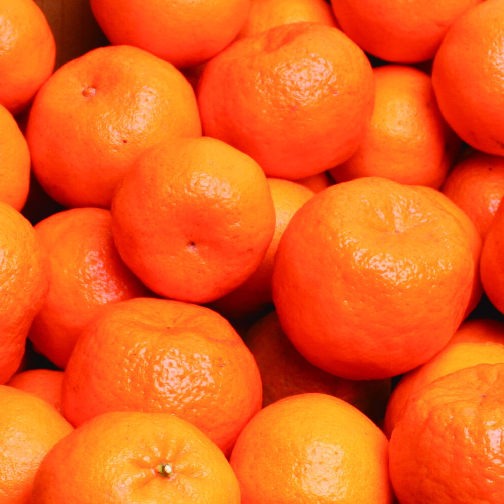 【ふるさと納税】家庭用 ポンカン ＜1月より順次発送＞ 【先行予約】1kg 2.5kg 5kg 7.5kg 10kg （傷み補償分付）＜2026年1月下旬～2月下旬に順次発送＞ ※北海道・沖縄への配送不可 / みかん 果物 フルーツ柑橘 ぽんかん 和歌山 有田みかん 和歌山 くだもの 訳あり 訳アリ サムネイル2