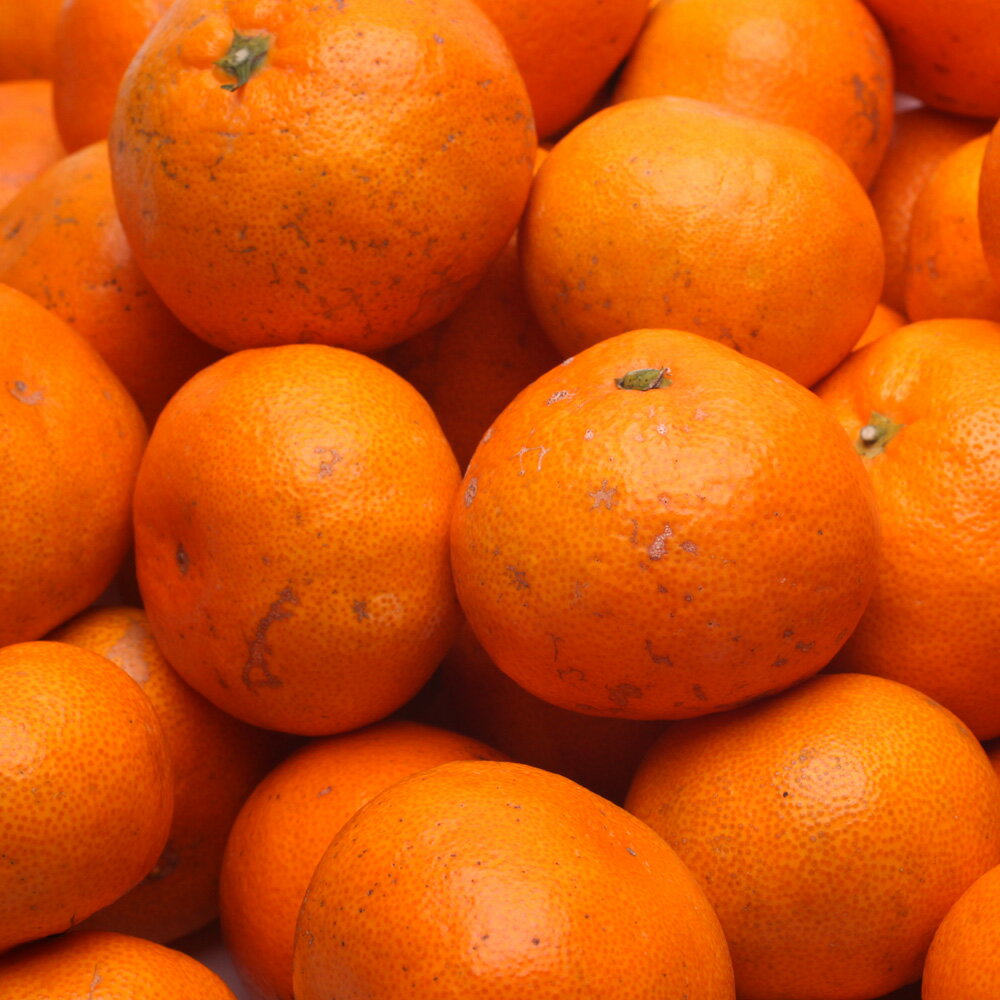 【ふるさと納税】 家庭用 有田みかん サイズ混合 (2S～2L)【選べる容量・発送時期】1kg 2.5kg 5kg 7.5kg 10kg 【わけあり・訳あり】 ※2025年10～順次発送予定 / みかん 果物 フルーツ 柑橘 和歌山 有田 ミカン くだもの 訳アリ 訳アリ品 サムネイル2