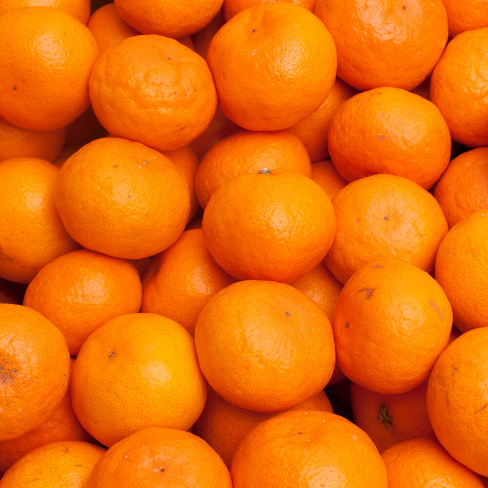 【ふるさと納税】プレミアム有田みかん 【先行予約】 【選べる容量・発送時期】 1kg 2.5kg 5kg 7.5kg 10kg 【光センサー選果】＜2025年10月より順次発送予定＞/ 和歌山 有田 みかん 柑橘 フルーツ 果実 果物 ふるーつ おれんじ オレンジ ミカン 早生みかん 完熟みかん サムネイル3