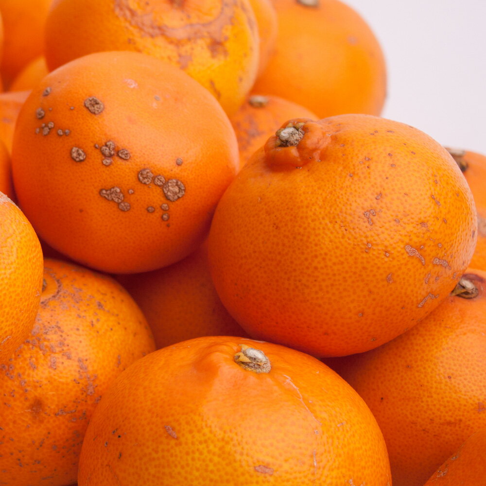 【ふるさと納税】＜2月より発送＞家庭用 せとか 選べる容量 1kg 2.5kg 5kg 7.5kg 10kg【柑橘・春みかんの王様】【わけあり・訳あり】【光センサー選果・食べ頃出荷】/ みかん 果物 柑橘 フルーツ 和歌山 有田みかん セトカ サムネイル2