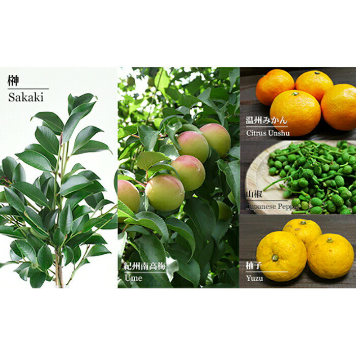 【ふるさと納税】クラフトジン 榊 sakaki 2本セット 紀州熊野蒸溜所 （榊 sakaki XV 榊 sakaki XIX）500ml各1本 サムネイル3