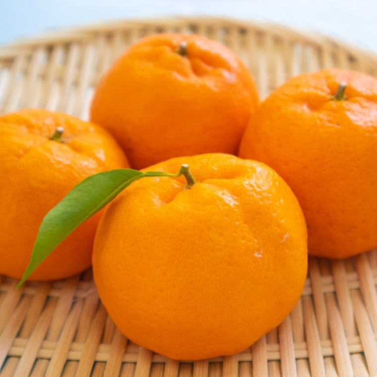 【ふるさと納税】【濃厚】和歌山産ポンカン約5kg（サイズ混合・優秀品） 【2026年2月上旬～2026年3月上旬頃より順次発送】/みかん 蜜柑 ポンカン 和歌山 フルーツ 果物 サムネイル2