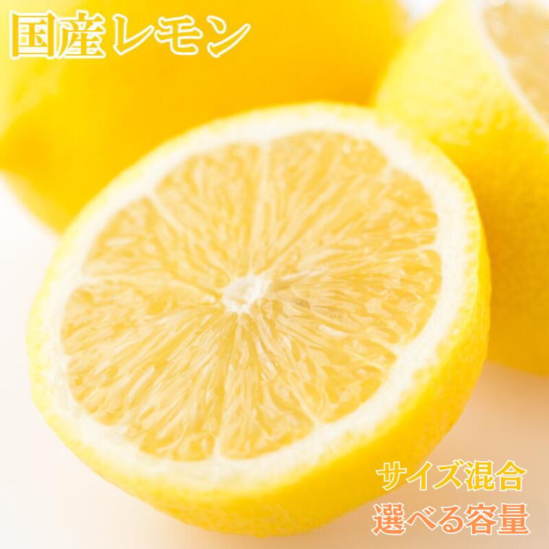 【産直】和歌山産レモン 【選べる容量】（サイズ混合）約3kg 約5kg ※ 2026年3月下旬頃から5月上旬頃順次発送予定（お届け日指定不可） / れもん レモン 檸檬 果物 柑橘 フルーツ 和歌山 おすすめ 予約