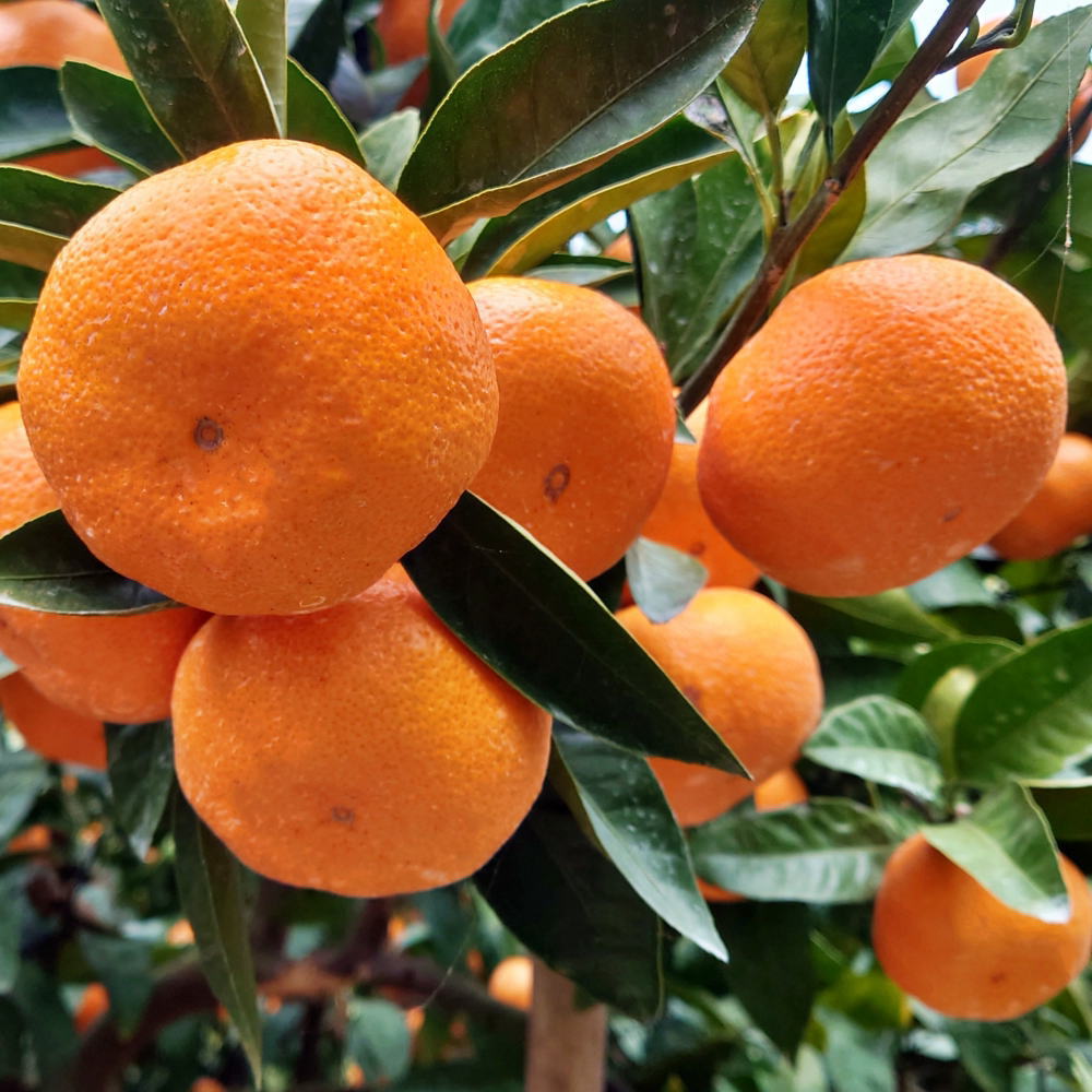 【ふるさと納税】 [秀品] 和歌山有田みかん 【選べる容量】約5kg 約9kg 約10kg ※2025年11月中旬～2026年1月中旬頃に順次発送予定(お届け日指定不可) / みかん 有田みかん 柑橘 フルーツ 果物 和歌山 オレンジ ミカン 人気 予約販売 おすすめ柑橘 くだもの サムネイル2