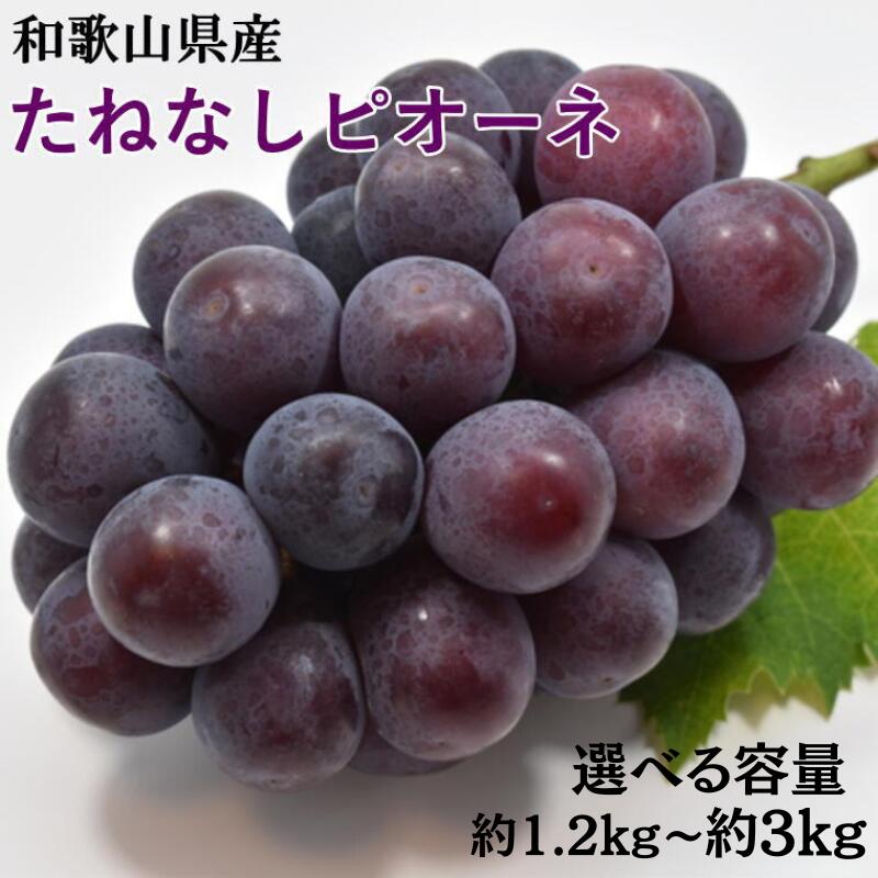 【新鮮・産直】和歌山かつらぎ町産たねなしピオーネ 【選べる容量】 ※2026年8月中旬～2026年9月中旬頃順次発送 ※北海道・沖縄・離島配送不可 / 巨峰 先行予約 ぶどう ピオーネ 葡萄 ブドウ フルーツ 果物 ピオーネ 約1.2kg 約2kg 約3kg