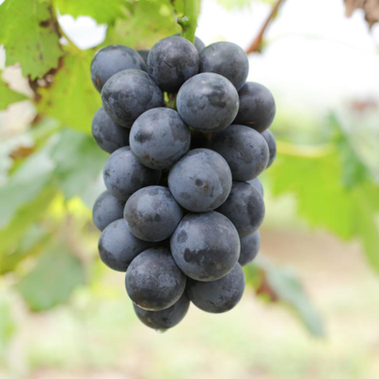 【ふるさと納税】【新鮮・産直】和歌山かつらぎ町産たねなしピオーネ 【選べる容量】 ※2026年8月中旬～2026年9月中旬頃順次発送 ※北海道・沖縄・離島配送不可 / 巨峰 先行予約 ぶどう ピオーネ 葡萄 ブドウ フルーツ 果物 ピオーネ 約1.2kg 約2kg 約3kg サムネイル2