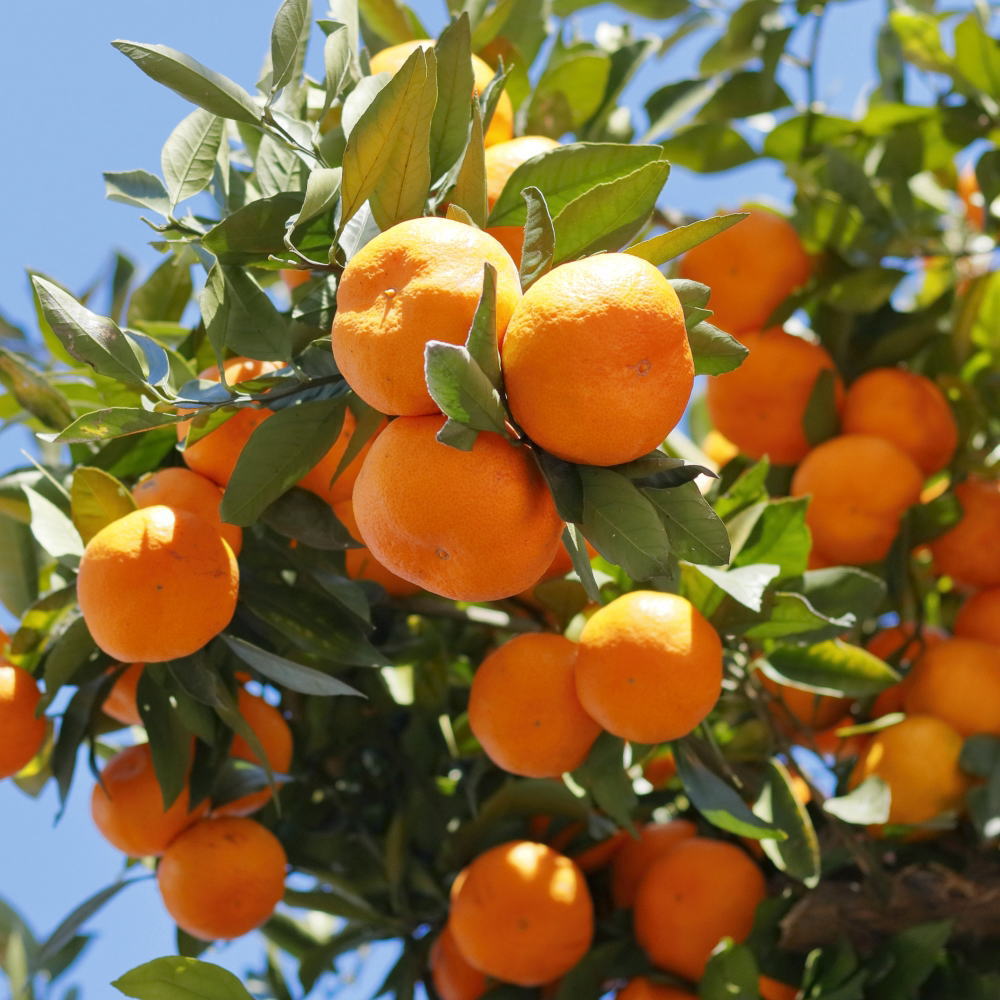 【ふるさと納税】[秀品] 和歌山有田みかん約5kg（S～Lサイズ混合）※2025年11月中旬頃から順次発送 / みかん 果物 フルーツ 柑橘 オレンジ 和歌山 ミカン かんきつ 有田みかん 有田 サムネイル3