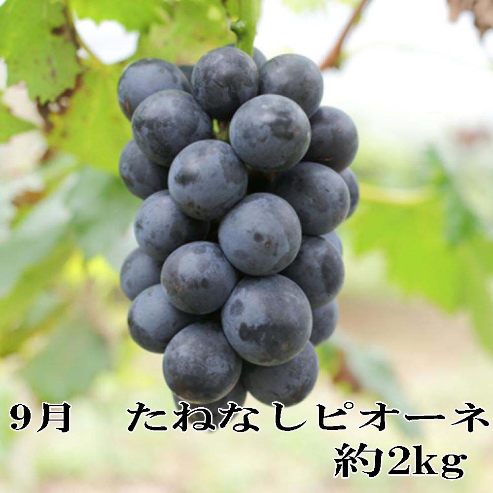 【ふるさと納税】【定期便全3回】産直・和歌山フルーツ定期便（桃・ピオーネ・有田みかん）/ フルーツ 果物 みかん もも モモ ぶどう ブドウ 旬 定期便 くだもの わかやま 旬 フルーツ定期便 果物定期便 おすすめ 夏 サムネイル3