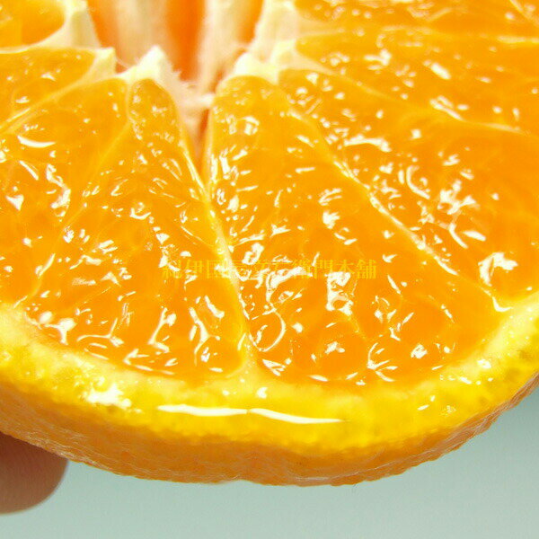 【ふるさと納税】デコ不知火（デコポン）【選べる容量】約3kg 約5kg 秀品 サイズおまかせ 紀伊国屋文左衛門本舗　※2025年2月上旬～2025年4月上旬頃に順次発送予定(お届け日指定不可) / みかん 果物 くだもの 柑橘 オレンジ デコポン 不知火 フルーツ 和歌山 サムネイル2