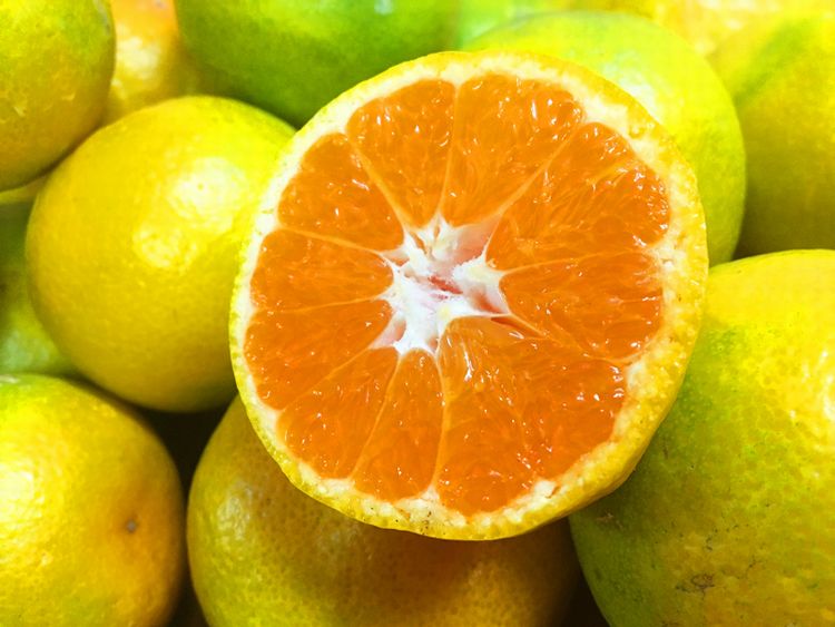 【ふるさと納税】【先行予約】 紀州和歌山有田産ゆら早生みかん 【選べる容量】 5kg 10kg ※2026年10月下旬頃〜2026年11月上旬頃順次発送（お届け日指定不可）/ みかん 有田みかん ブランドみかん 温州みかん 産地直送 柑橘 果物 フルーツ 14000円 19000円 新鮮 旬 先行 予約 サムネイル2