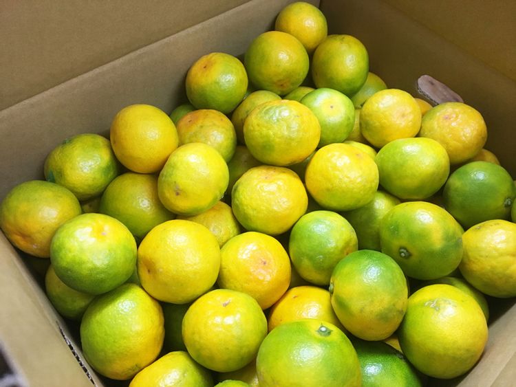 【ふるさと納税】【先行予約】 紀州和歌山有田産ゆら早生みかん 【選べる容量】 5kg 10kg ※2026年10月下旬頃〜2026年11月上旬頃順次発送（お届け日指定不可）/ みかん 有田みかん ブランドみかん 温州みかん 産地直送 柑橘 果物 フルーツ 14000円 19000円 新鮮 旬 先行 予約 サムネイル3