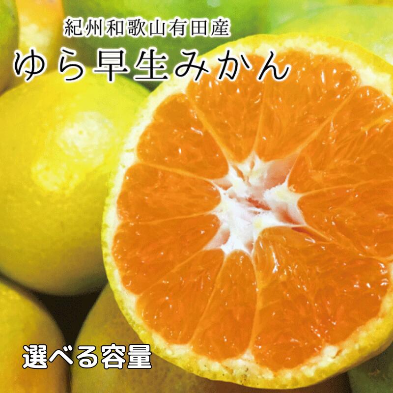 【先行予約】 紀州和歌山有田産ゆら早生みかん 【選べる容量】 5kg 10kg ※2026年10月下旬頃〜2026年11月上旬頃順次発送（お届け日指定不可）/ みかん 有田みかん ブランドみかん 温州みかん 産地直送 柑橘 果物 フルーツ 14000円 19000円 新鮮 旬 先行 予約