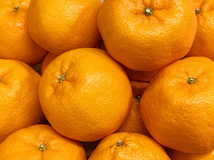 【ふるさと納税】 紀州和歌山有田産ポンカン 5kg ※2026年2月上旬頃～2026年2月下旬頃に順次発送（お届け日指定不可）/ ポンカン ぽんかん みかん くだものフルーツ 和歌山県 有田 ミカン 柑橘 有田みかん 果物 サムネイル3