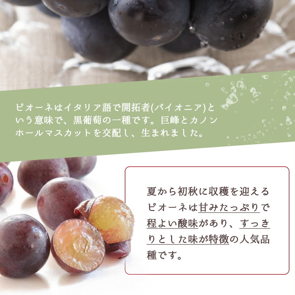 【ふるさと納税】紀州和歌山産 ピオーネ 約2kg 2026年8月下旬頃〜2026年9月上旬頃に順次発送 ※日付指定不可 ぶどう ブドウ 葡萄 果物 くだもの フルーツ サムネイル3