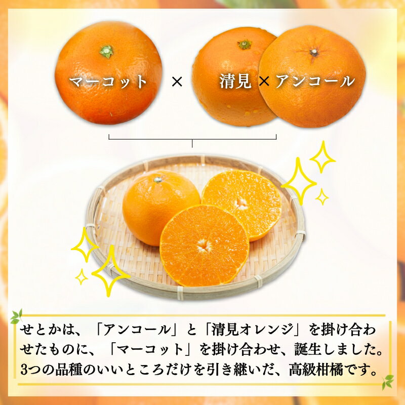 【ふるさと納税】とろける食感！ジューシー柑橘 せとか 約3kg ※2026年2月下旬頃〜2026年3月下旬頃発送(お届け日指定不可) / みかん 果物 フルーツ くだもの 柑橘 和歌山 ミカン 有田みかん サムネイル3