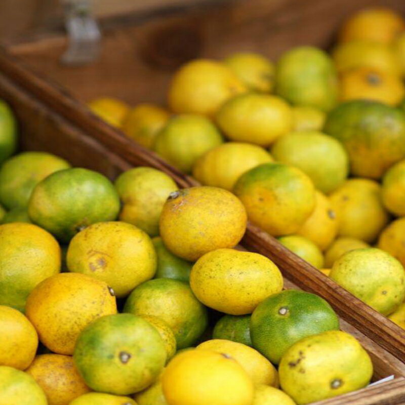 【ふるさと納税】 【先行予約】和歌山由良町産 由良早生みかん 約3kg 訳あり キズ 御家庭用 サイズ混合 サムネイル3