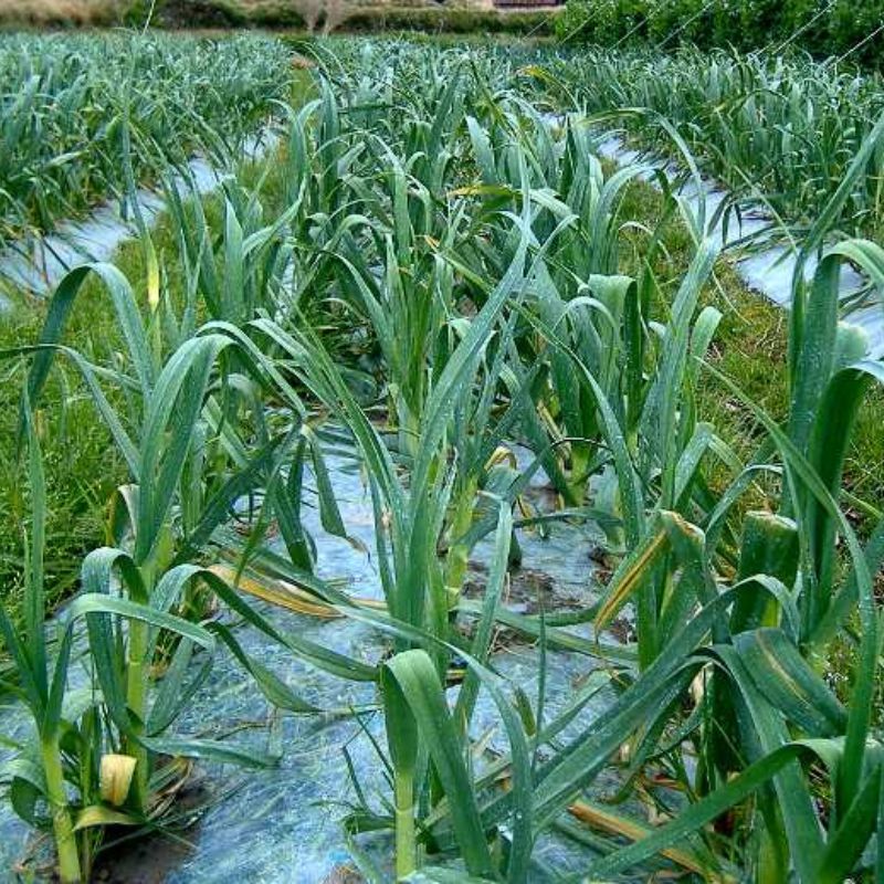 【ふるさと納税】 由良町産にんにく 優品 約1.8kg (900g×2) M〜Lサイズ / にんにく ニンニク 野菜 やさい 食品【2026年4月下旬～順次発送予定】 - 画像2