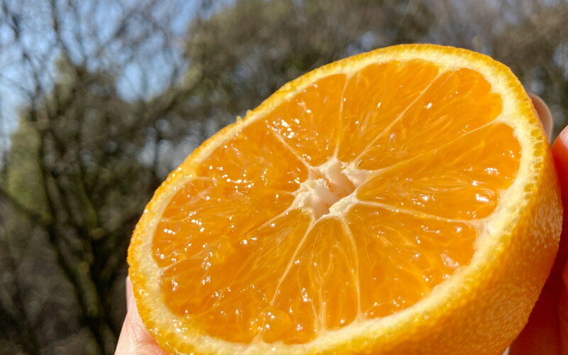 【ふるさと納税】 【先行予約】希少な樹上完熟 しらぬい（不知火） 秀品大玉 約2kg(6個) 2026年2月末〜2026年4月中旬頃に順次発送予定（お届け日指定不可）/ 和歌山 みかん しらぬい 不知火 フルーツ 柑橘 蜜柑 果物 くだもの サムネイル2