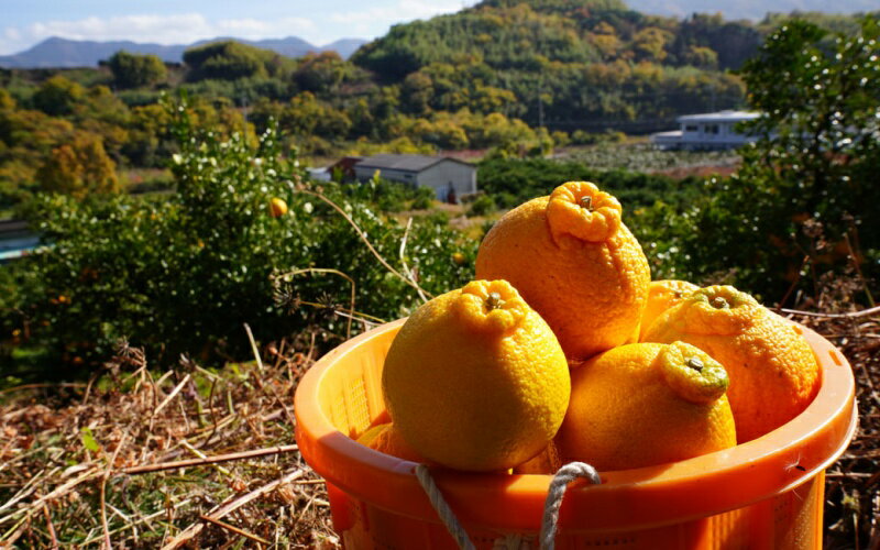 【ふるさと納税】 【先行予約】希少な樹上完熟 しらぬい（不知火） 秀品大玉 約2kg(6個) 2026年2月末〜2026年4月中旬頃に順次発送予定（お届け日指定不可）/ 和歌山 みかん しらぬい 不知火 フルーツ 柑橘 蜜柑 果物 くだもの サムネイル3