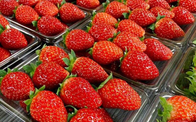 【ふるさと納税】 【先行予約】特大まりひめ いちご 朝摘 6個〜11個入り×2パック 2026年1月中旬〜2026年3月末頃に順次発送予定（お届け日指定不可）/ いちご 苺 まりひめ 和歌山 フルーツ 果物 くだもの サムネイル2