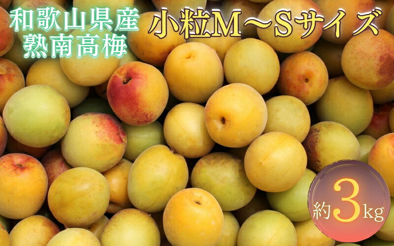 【梅干・梅酒用】紀州和歌山県産 熟南高梅 生うめ 優品 約3kg (S、Mサイズおまかせ)+3%増量＜2026年6月下旬～7月上旬発送予定＞/ 梅干し 梅酒 ウメシロップ ジュース ジャム他 紀州熟南高梅 青梅 黄梅 朝採り フルーツ 果物 くだもの 食品 人気 おすすめ