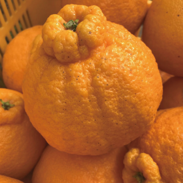 【ふるさと納税】有田育ちの不知火(ご家庭用)(通称デコポン) 約1kg 約2.5kg 約5kg 約10kg ※2026年1月下旬〜3月下旬順次発送予定 サムネイル2