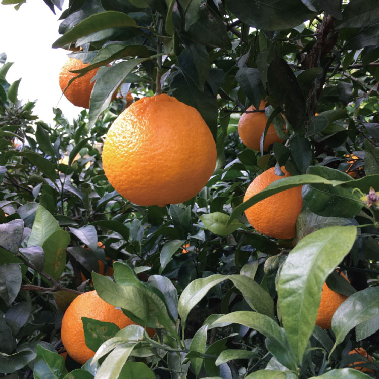 【ふるさと納税】有田育ちの不知火(ご家庭用)(通称デコポン) 約1kg 約2.5kg 約5kg 約10kg ※2026年1月下旬〜3月下旬順次発送予定 サムネイル3