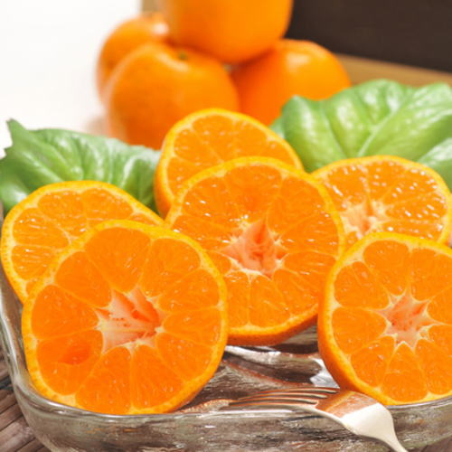 【先行予約】【極甘柑橘】有田育ちの 濃厚 ポンカン（訳あり 家庭用）約1kg～約10kg ※2026年1月中旬〜2月下旬頃に順次発送予定 ※着日指定不可