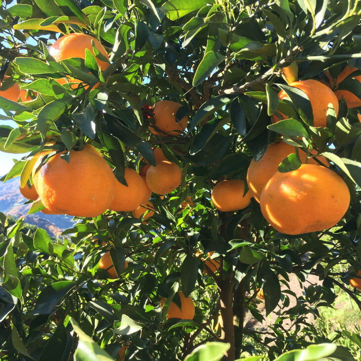 【ふるさと納税】 【先行予約】【極甘柑橘】有田育ちの 濃厚 ポンカン（訳あり 家庭用）約1kg～約10kg ※2026年1月中旬〜2月下旬頃に順次発送予定 ※着日指定不可 サムネイル2