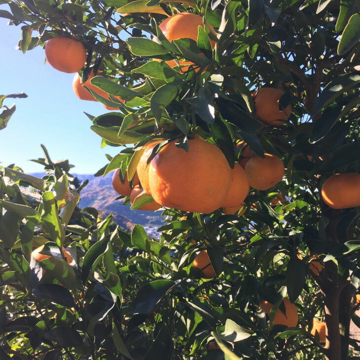 【ふるさと納税】 【先行予約】【極甘柑橘】有田育ちの 濃厚 ポンカン（訳あり 家庭用）約1kg～約10kg ※2026年1月中旬〜2月下旬頃に順次発送予定 ※着日指定不可 サムネイル3