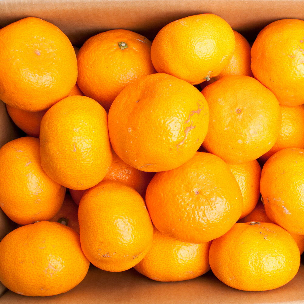 【ふるさと納税】 家庭用 大きな有田みかん (2L以上混合) 【先行予約】【選べる容量】2.5kg 5kg 7.5kg 10kg【わけあり・訳あり】 【光センサー選果】 ＜2025年11月より順次発送＞ / 和歌山 オレンジ 果物 フルーツ 果汁 柑橘 みかん ミカン 有田みかん 果実 大玉 訳アリ サムネイル2