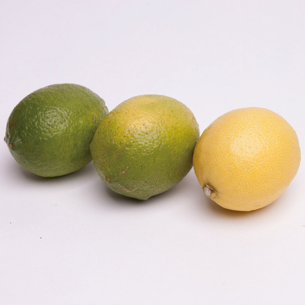 【ふるさと納税】 ＜先行予約＞ 厳選 黒潮レモン 【選べる容量】1kg 2.5kg 5kg 7.5kg 10kg【和歌山有田産】【防腐剤・WAX不使用、安心の国産レモン】＜2025年9月上旬頃〜2026年4月下旬頃に順次発送＞ / フルーツ レモン 檸檬 果物 果汁 柑橘 サムネイル3