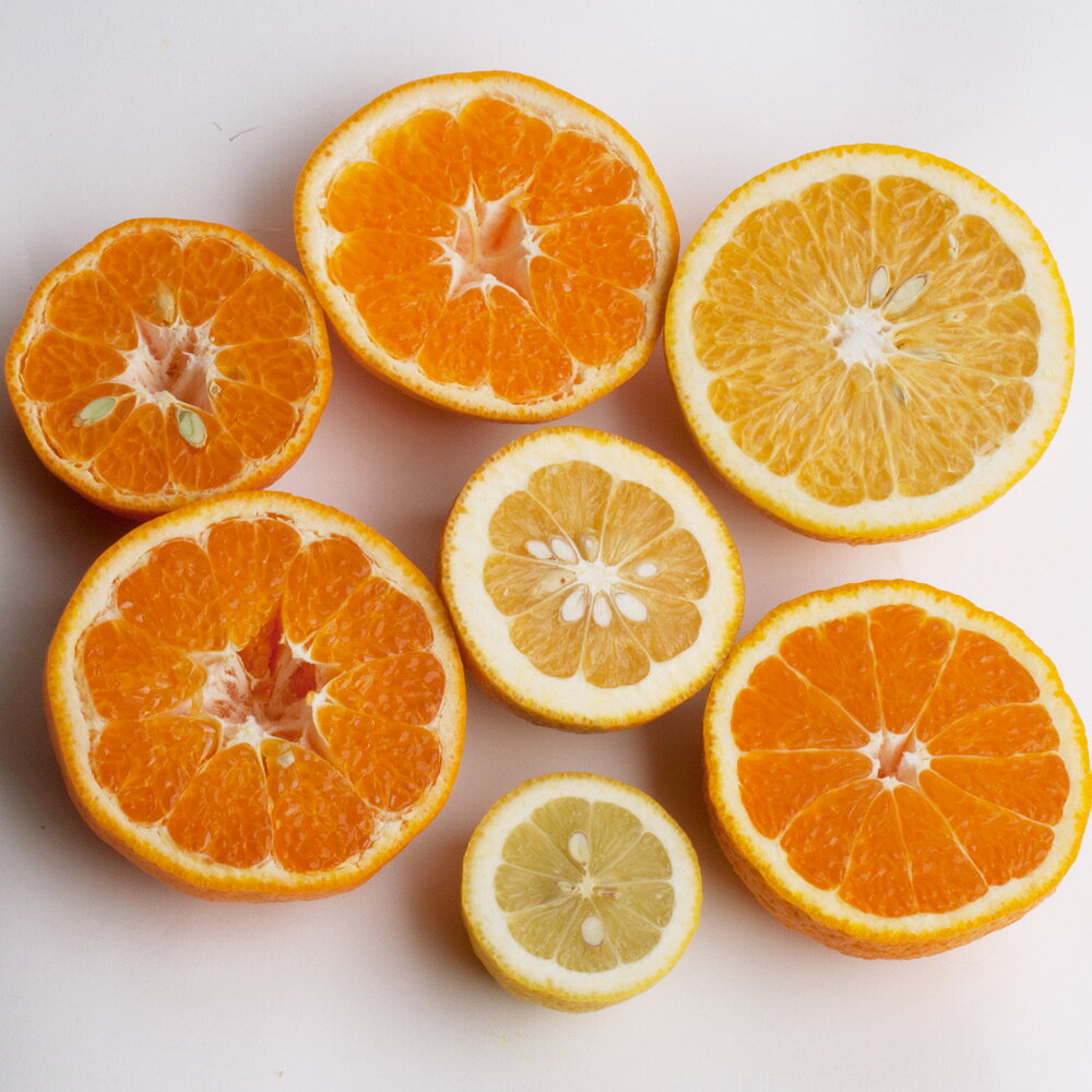 【ふるさと納税】 厳選 柑橘詰合せ 1kg / 2.5kg / 5kg / 7.5kg /10kg【有田の春みかん詰め合わせ・フルーツ詰め合せ・オレンジつめあわせ】【光センサー選別】＜2026年1月〜4月下旬ごろに順次発送＞ / みかん 果物 フルーツ オレンジ ミカン 柑橘 セット 有田みかん サムネイル2