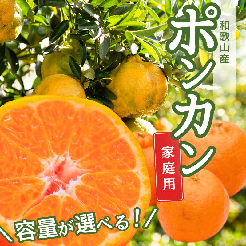 【先行予約】家庭用 ポンカン1kg 2.5kg 5kg 7.5kg 10kg （傷み補償分付）＜2026年1月下旬〜2月下旬に順次発送＞ ※北海道・沖縄への配送不可 / みかん 果物 フルーツ柑橘 ぽんかん 和歌山 有田みかん 和歌山 くだもの 訳あり 訳アリ