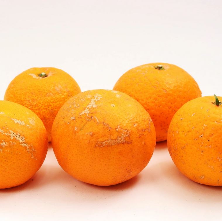 【ふるさと納税】＼容量が選べる／ 家庭用 清見オレンジ【光センサー食頃出荷】【樹上完熟きよみオレンジ・清見タンゴール・清美】【わけあり・訳あり】＜2026年2月～3月下旬ごろに順次発送＞ ※北海道・沖縄・離島への配送不可 サムネイル3