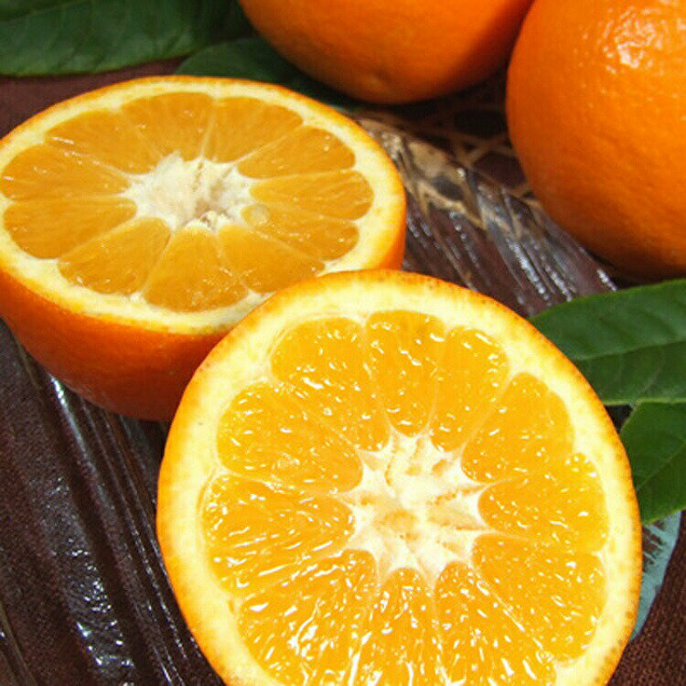 【ふるさと納税】 伊予柑(いよかん) 約5kg 約8kg / サイズおまかせ ※2026年1月中旬〜2026年2月中旬頃に順次発送予定(お届け日指定不可) 紀伊国屋文左衛門本舗 サムネイル2