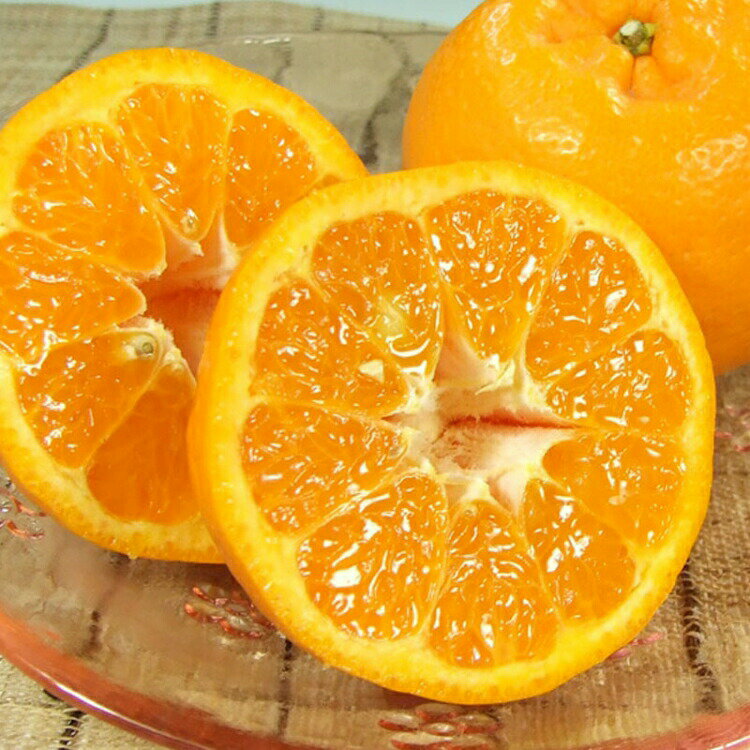 【ふるさと納税】 ポンカン 約5kg 約8kg /サイズおまかせ ※2026年1月下旬〜2026年2月下旬頃に順次発送予定(お届け日指定不可) 紀伊国屋文左衛門本舗 サムネイル2