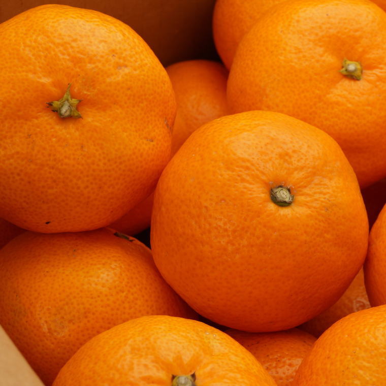 【ふるさと納税】 [秀品]和歌山有田みかん 5kg(MサイズまたはLサイズのいずれか) ※2025年11月中旬〜2026年1月中旬頃順次発送予定（お届け日指定不可） みかん 柑橘類 サムネイル3