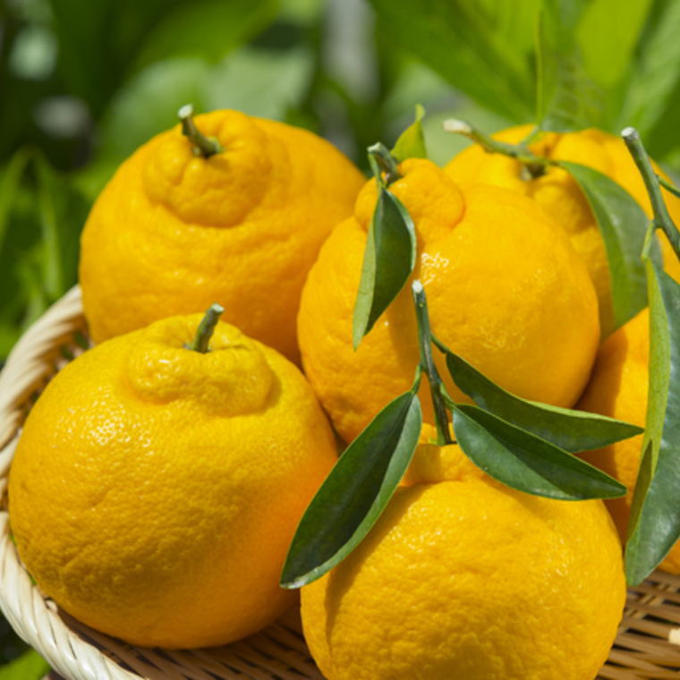 【ふるさと納税】 【濃厚】有田の不知火約5kg（12玉〜20玉おまかせ） ※2026年2月中旬〜2026年4月中旬頃に順次発送予定（日付指定不可） サムネイル3