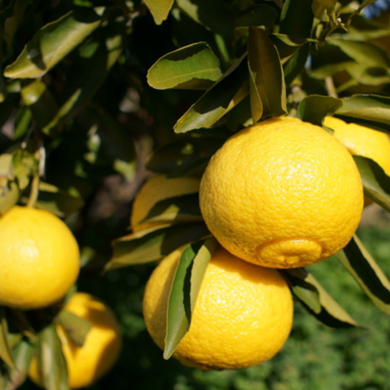 【ふるさと納税】 【さわやか柑橘】和歌山県産はるかみかん約4.5kg（サイズ混合 秀品） ※2026年2月下旬〜2026年3月下旬頃順次発送 サムネイル2