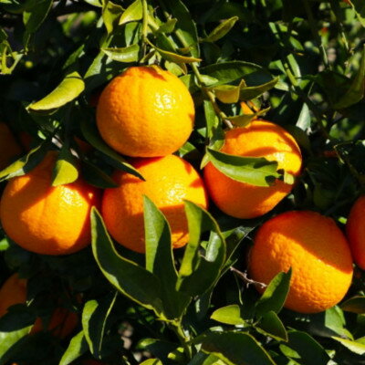 【ふるさと納税】 和歌山県産 不知火 約4kg （サイズ混合） ※2026年2月下旬〜2026年4月中旬頃に順次発送予定（日付指定不可） サムネイル3