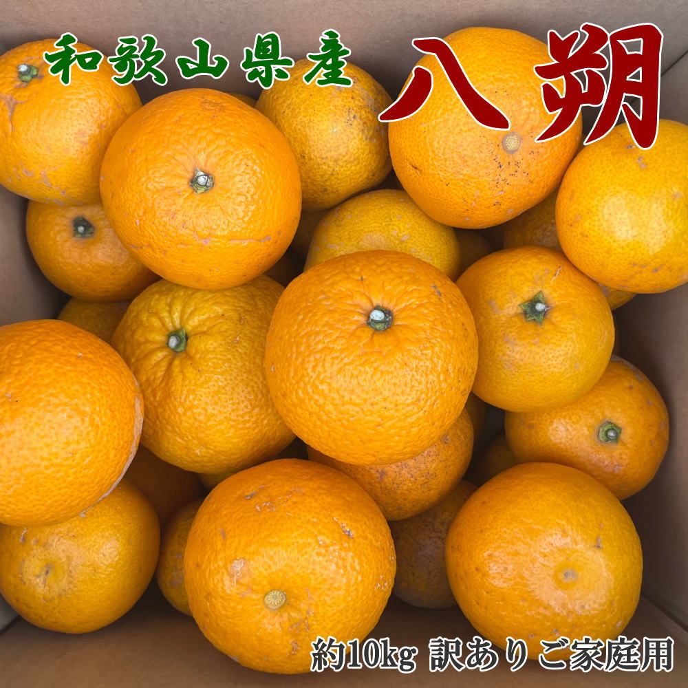 【先行予約】【手選果　訳あり】和歌山由良町産八朔約10kg(サイズ混合・ご家庭用)※2026年1月中旬〜2026年2月下旬頃順次発送（お届け日指定不可）